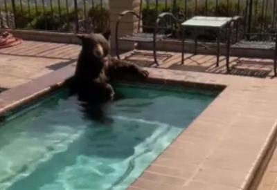 Em meio à onda de calor na Califórnia, urso invade casa e usa banheira de hidromassagem