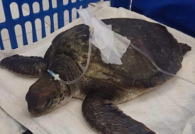 Tartaruga-verde morre após ingerir grande quantidade de plástico em SC