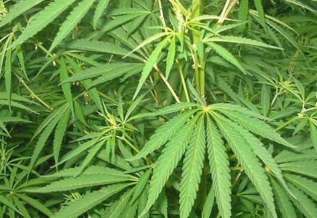 Anvisa aprova Extrato de Cannabis para venda em farmácias e drogarias
