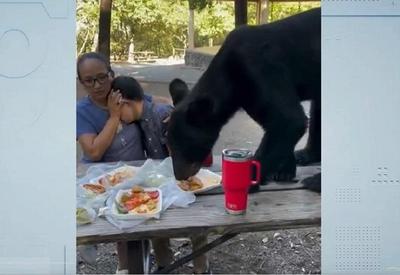 Vídeo: Urso devora comida de mãe e filho durante piquenique em parque