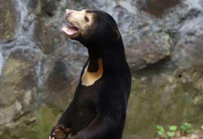 Zoológico na China nega que urso seja humano fantasiado
