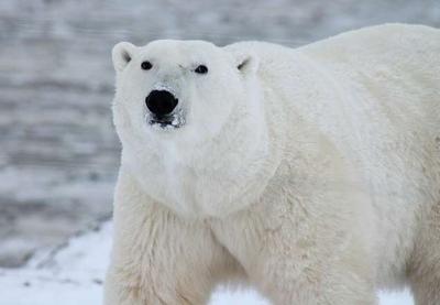 Ursos polares podem ser extintos em até 80 anos, revela estudo