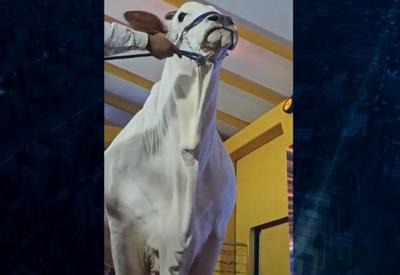 Vaca de ouro: "pedaço" do animal é arrematado por quase R$ 7 milhões