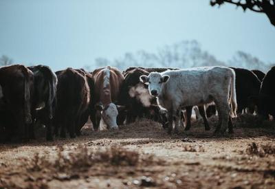Nova Zelândia quer taxar arroto do gado para combater mudanças climáticas