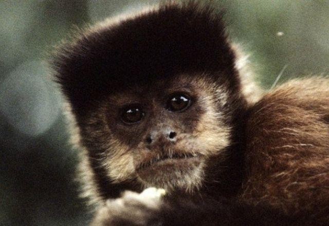 Casos de varíola do macaco são detectados na Europa e América do Norte