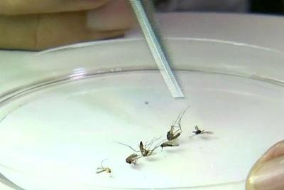 Vírus da febre amarela é detectado em mosquitos Aedes Albopictus 