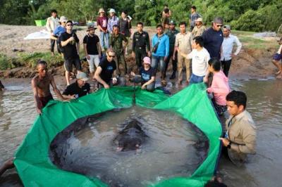Maior peixe de água doce do mundo é pescado na Camboja