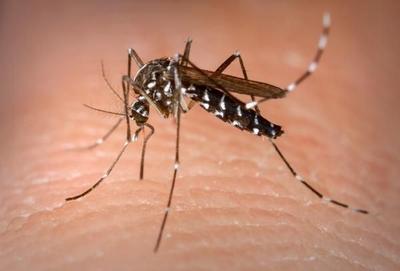 Com 16 mil casos, Distrito Federal decreta emergência por surto de dengue