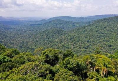 Fundo Amazônia define focos de trabalho até 2025 com ações contra desmatamento