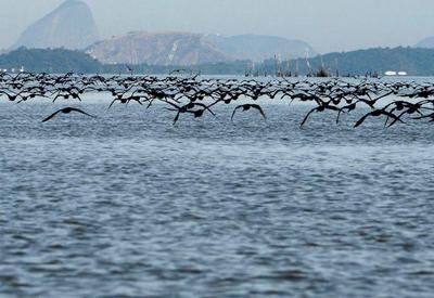 Sobe para 30 número de focos de gripe aviária em animais silvestres no Brasil