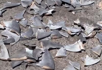Centenas de barbatanas de tubarões-martelo são encontradas em porto no Maranhão