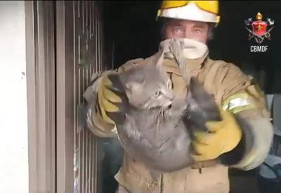 Bombeiros resgatam gatinhos de apartamento em chamas no DF