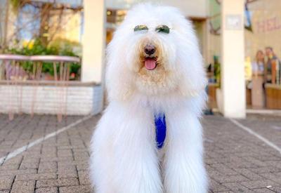 Cachorro gigante de Chapecó (SC) é sucesso nas redes sociais