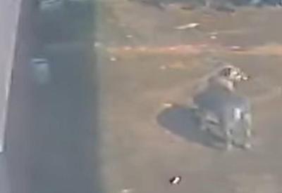 Vídeo: Cachorro é flagrado "roubando" pote de ração no Paraná