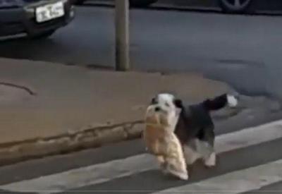 Cachorro é flagrado furtando pães de uma padaria