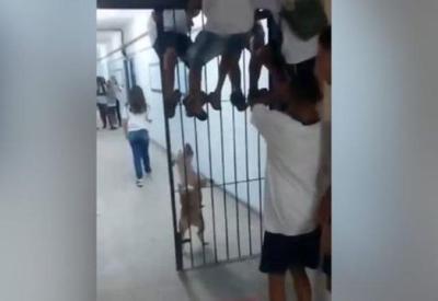 Pitbull invade escola no Rio e ataca crianças; um aluno foi hospitalizado