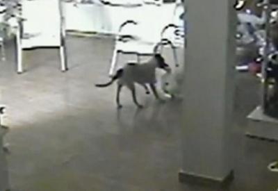 SP: "Quadrilha canina" é flagrada tentando roubar pelúcia de loja