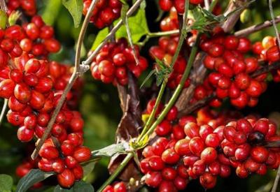 Colheita do grão de café deve ter aumento de 16,8% em 2022, diz Conab