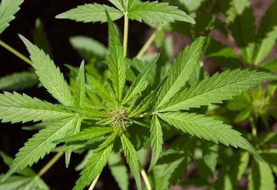 STJ autoriza homem a plantar 354 pés de cannabis em casa por ano