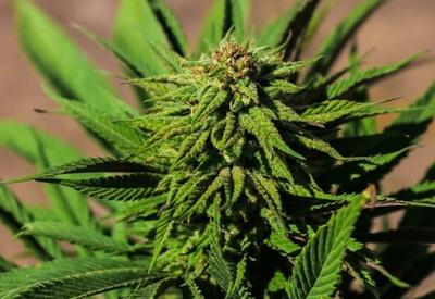 Alesp aprova fornecimento de medicamentos à base de cannabis no SUS
