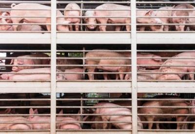 Exportações de carne suína do Brasil registram crescimento de 9,6% em 2023