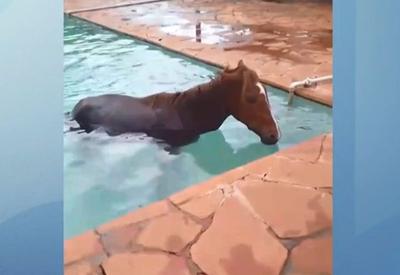 Flagra: Cavalo vai parar dentro de piscina e moradores fazem resgate