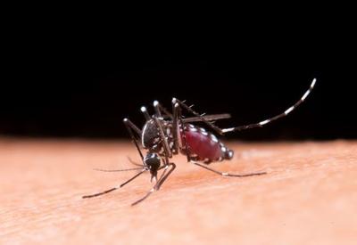 Vacina contra a dengue será aplicada em 521 cidades, diz Ministério da Saúde