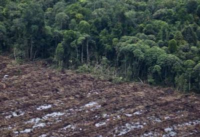 Desmatamento na Amazônia cresceu 51% nos últimos 11 meses