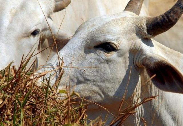 Abate de bovinos e suínos bate recorde no Brasil em 2022
