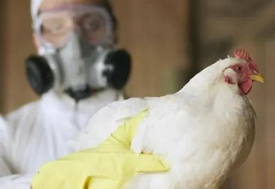 Governo descarta 33 casos suspeitos de gripe aviária em humanos