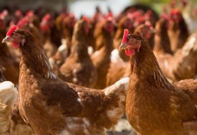 África do Sul abate cerca de 7,5 milhões de galinhas em esforço para conter gripe aviária