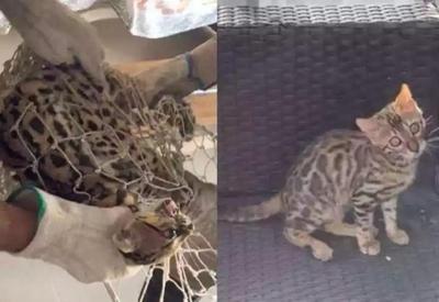 Gato avaliado em R$ 7 mil é confundido com filhote de onça e solto em mata