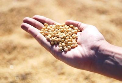 Safra 23/24: previsão é de recorde na produção de soja e redução na do milho