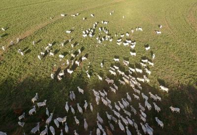 Governo quer rastrear 100% do gado no Pará, segundo maior rebanho do país