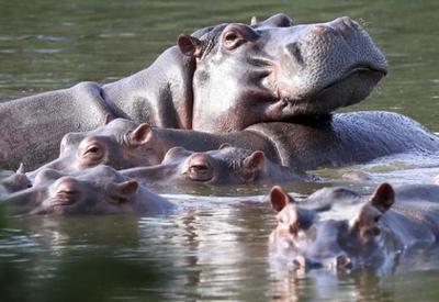 Colômbia começa a esterilizar hipopótamos descendentes de animais de Pablo Escobar