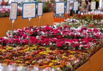 Expoflora: Holambra realiza maior festival de flores da América Latina