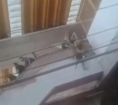 Vídeo mostra momento em que idoso cai de escada rolante do metrô e morre no Recife