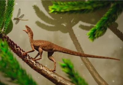 Pesquisadores gaúchos descobrem pequeno réptil de 225 milhões de anos