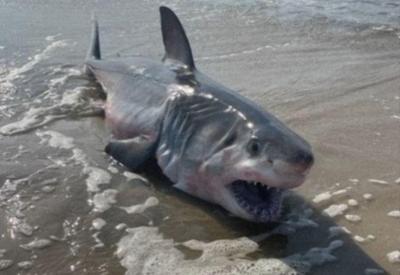Aumento de ataques de tubarões deixa polícia de Nova York em alerta