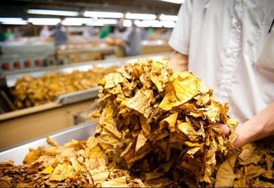 Produtores de tabaco ganham o dobro da média per capita brasileira, diz estudo