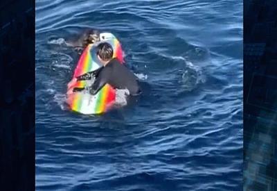 EUA: Lontra rouba e danifica equipamentos de surfistas na Califórnia