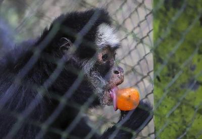 Zoológico de Curitiba distribui picolés para animais enfrentarem o calor