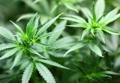 Governo de SP regulamenta fornecimento de cannabis medicinal pelo SUS no estado 