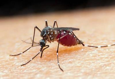 Imunizante usado em Camarões contra malária não serve para o Brasil; entenda