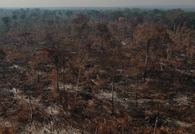 Controle de incêndios e monitoramento de madeira sofrem cortes em 2022