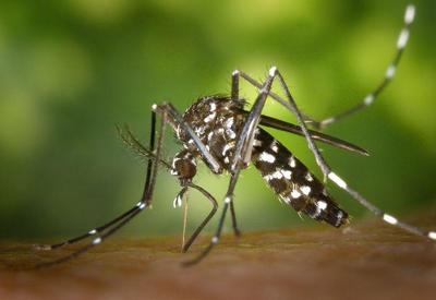 No Ceará, chikungunya matou mais do que dengue na última década