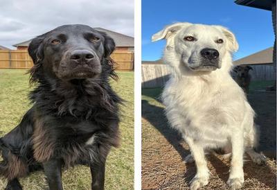 Cachorro preto com vitiligo fica completamente branco após dois anos 