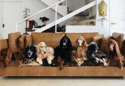 Cachorros de Jeff Machado prestam homenagem ao ator nas redes sociais
