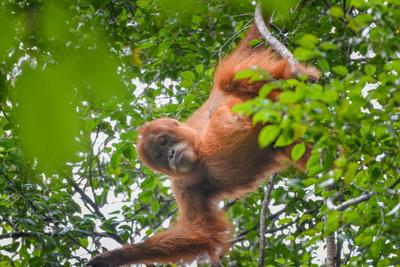 Orangotango usa planta medicinal para cuidar de ferimento