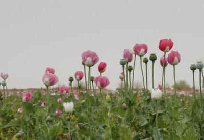 Cultivo de ópio cai 95% após proibição no Afeganistão, diz ONU